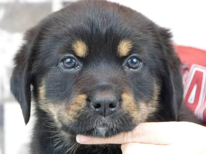 chinook puppy